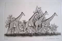 Girafes-au-galop--302mm-X-191mm